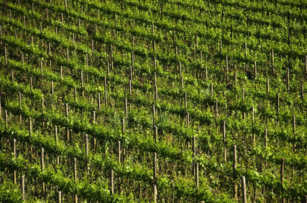 Agriturismo Poggio Bonelli 카스텔누오보베라덴가 외부 사진