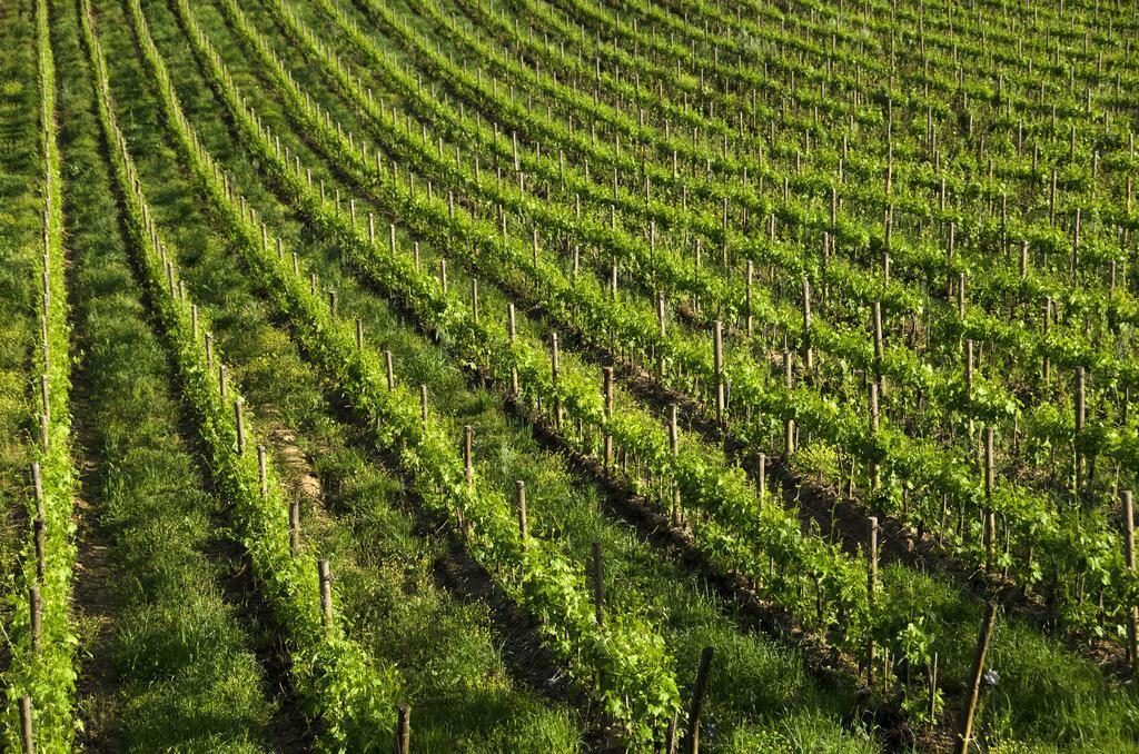 Agriturismo Poggio Bonelli 카스텔누오보베라덴가 외부 사진